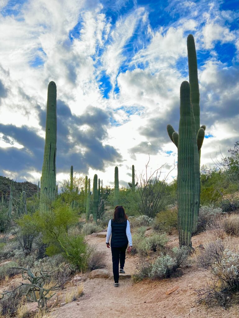 saguaro