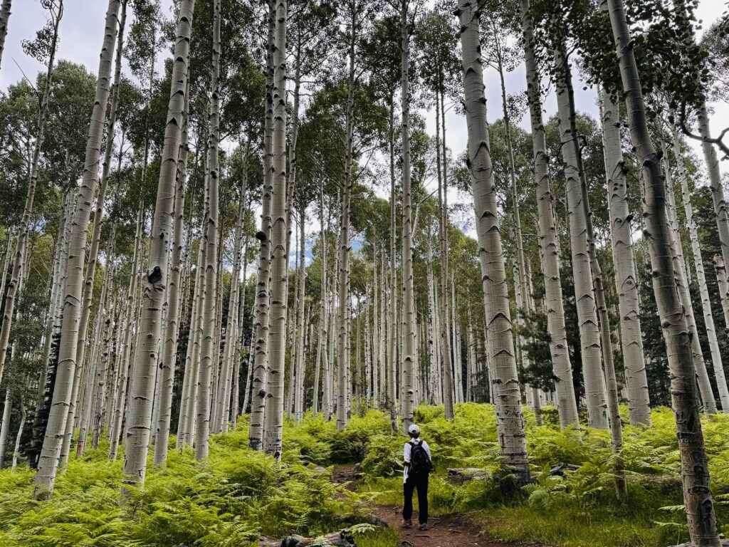 flagstaff aspen loop trail